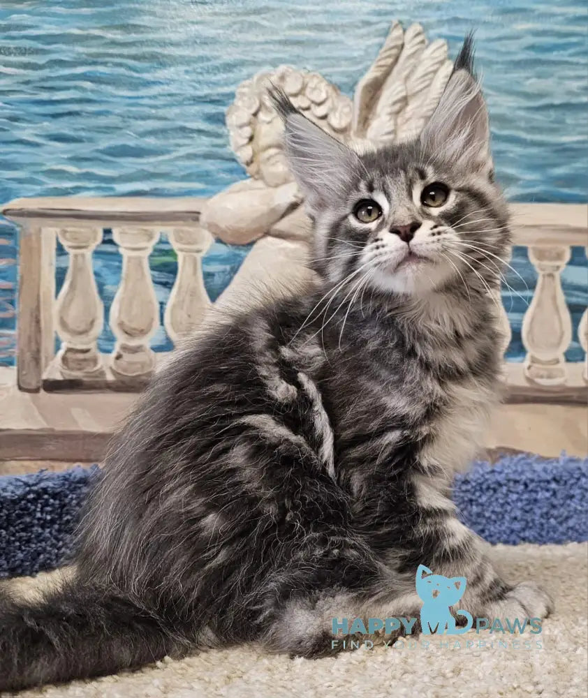 Happi Maine Coon male blue silver tabby live animals