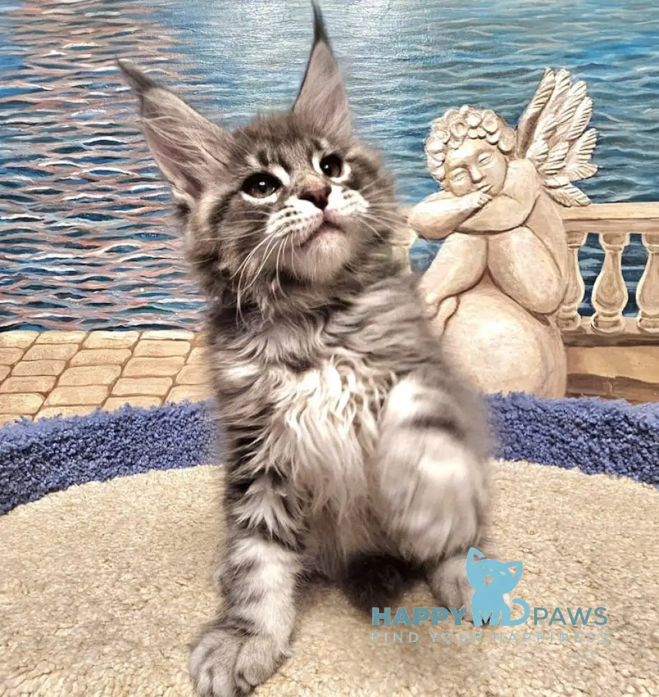 Happi Maine Coon male blue silver tabby live animals