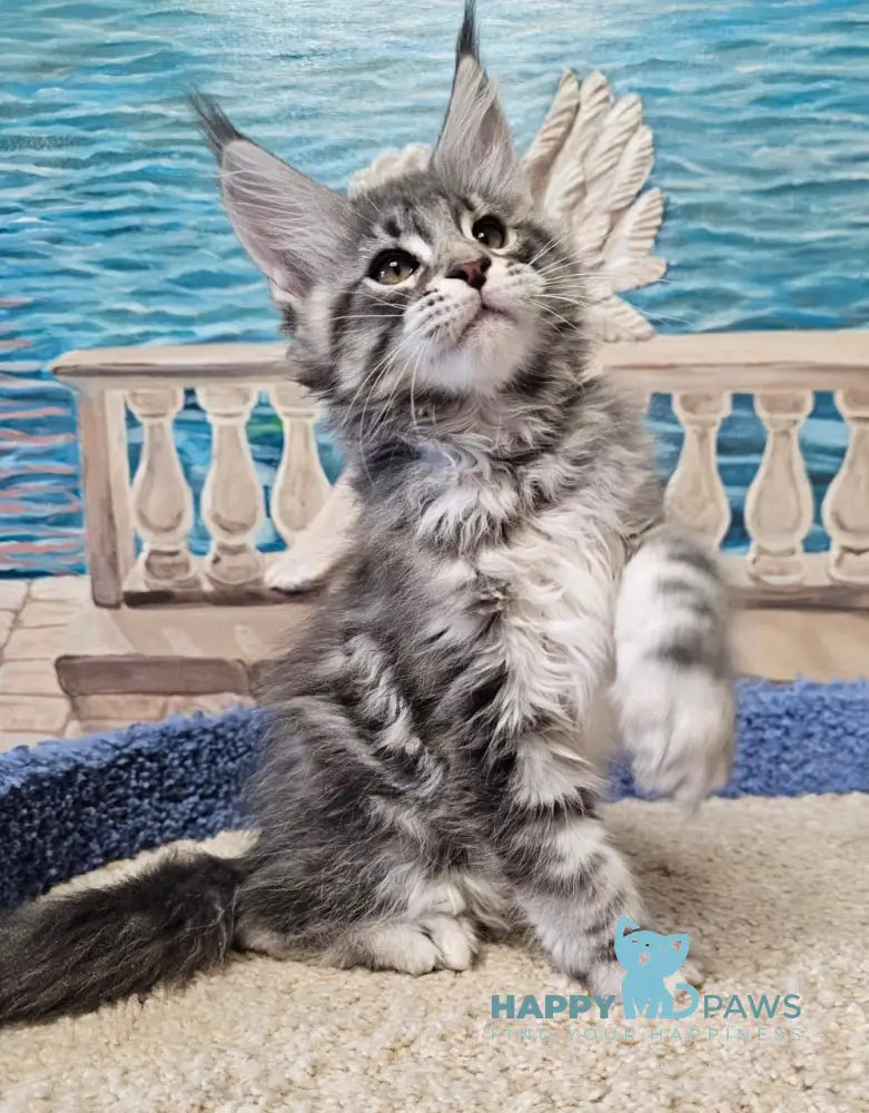 Happi Maine Coon male blue silver tabby live animals