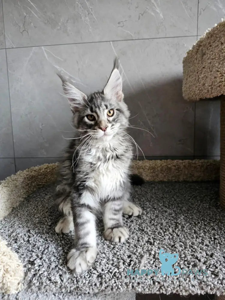 Happi Maine Coon male blue silver tabby live animals