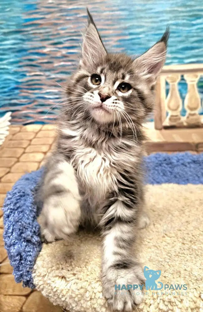 Happi Maine Coon male blue silver tabby live animals