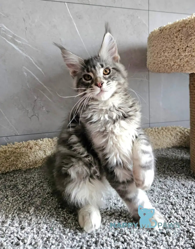 Happi Maine Coon male blue silver tabby live animals