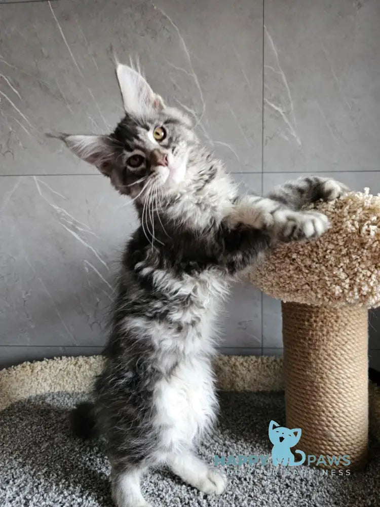 Happi Maine Coon male blue silver tabby live animals