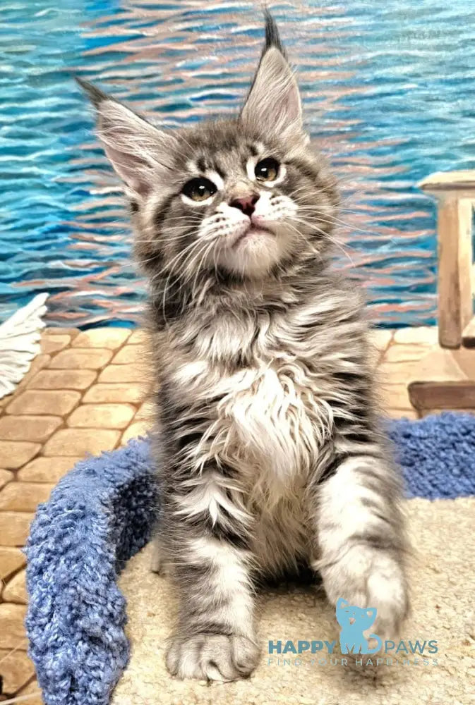 Happi Maine Coon male blue silver tabby live animals