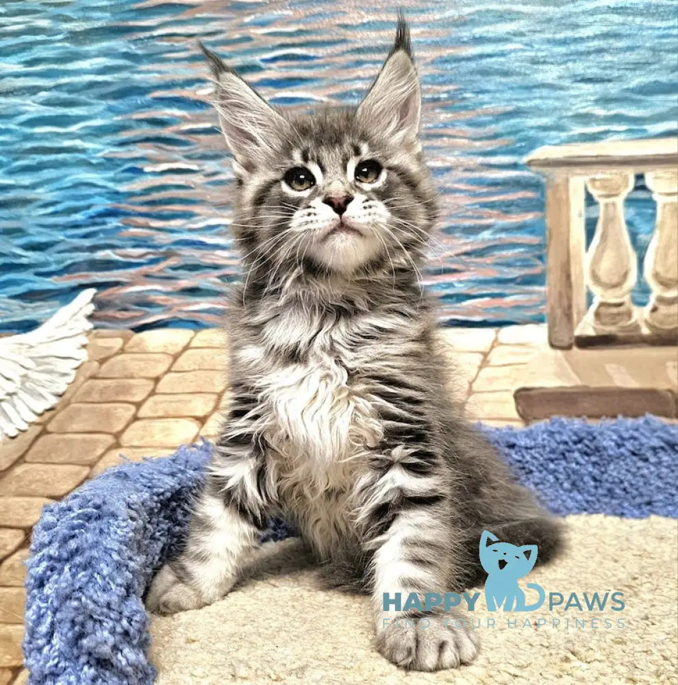Happi Maine Coon male blue silver tabby live animals