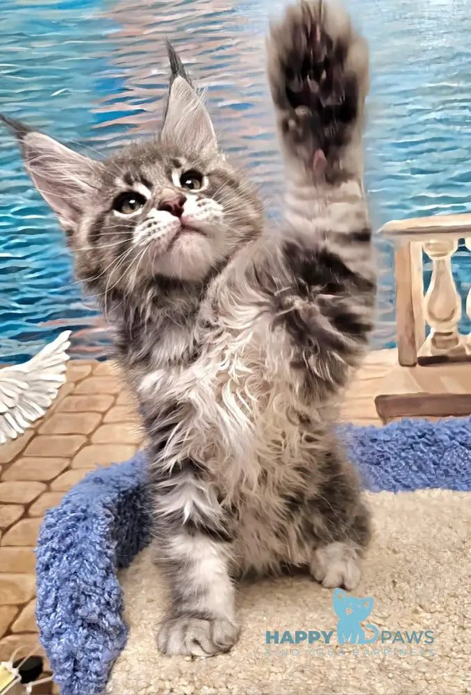 Happi Maine Coon male blue silver tabby live animals