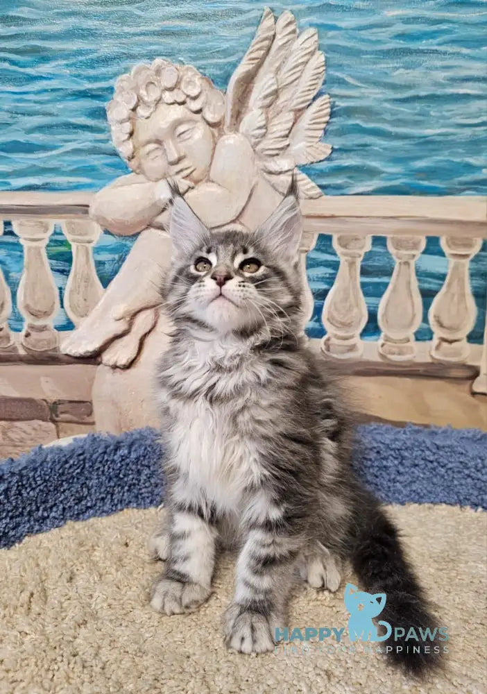 Happi Maine Coon male blue silver tabby live animals