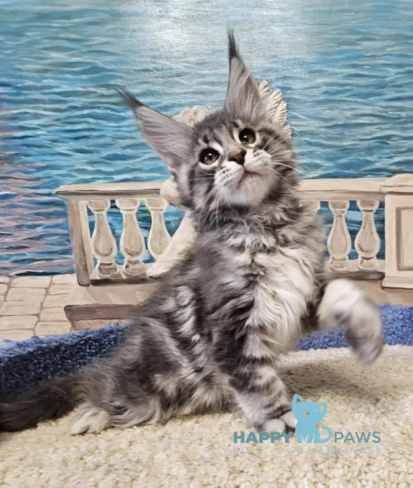 Happi Maine Coon male blue silver tabby live animals