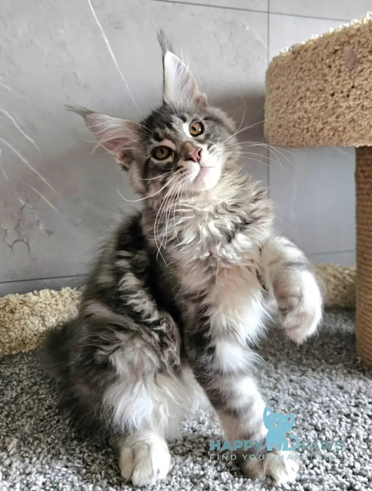 Happi Maine Coon male blue silver tabby live animals