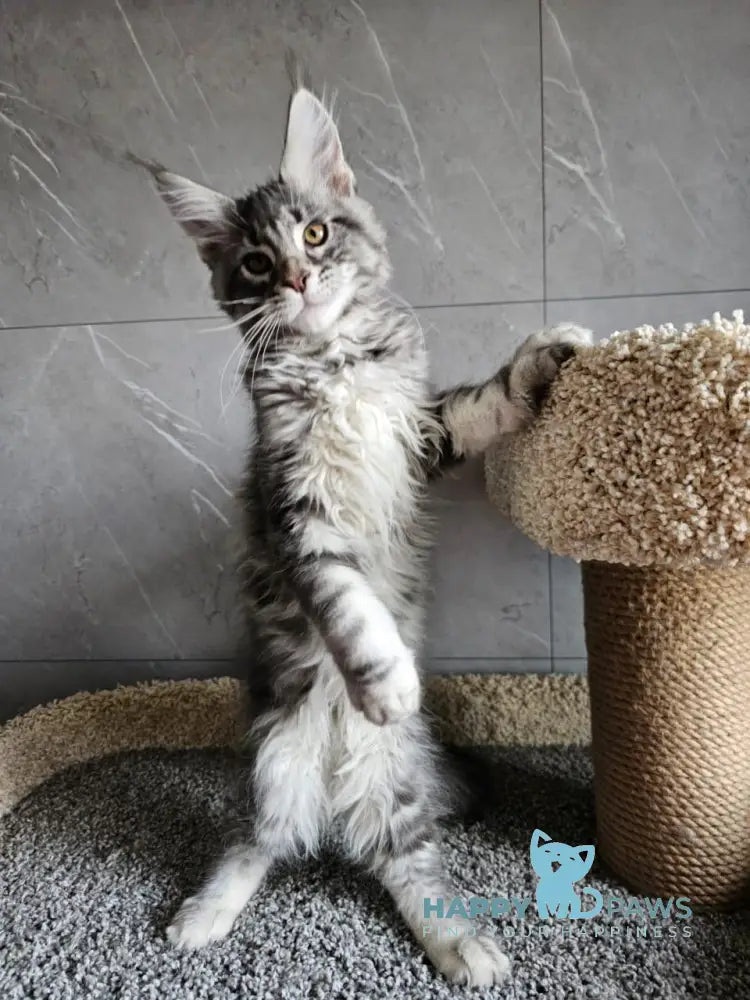 Happi Maine Coon male blue silver tabby live animals