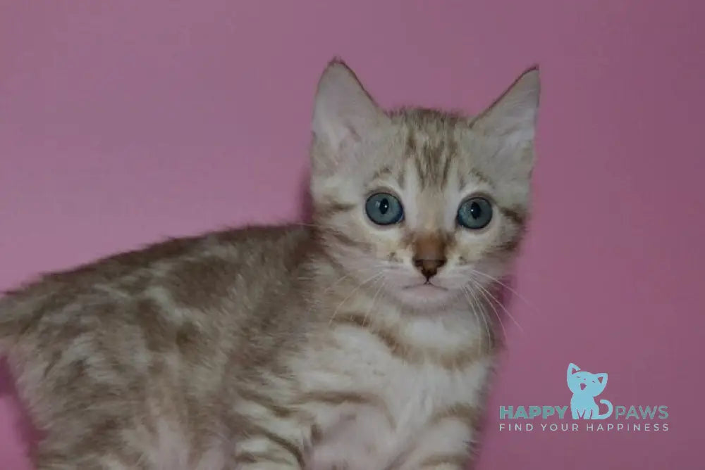 Happy Bengal female black spotted tabby pointed live animals