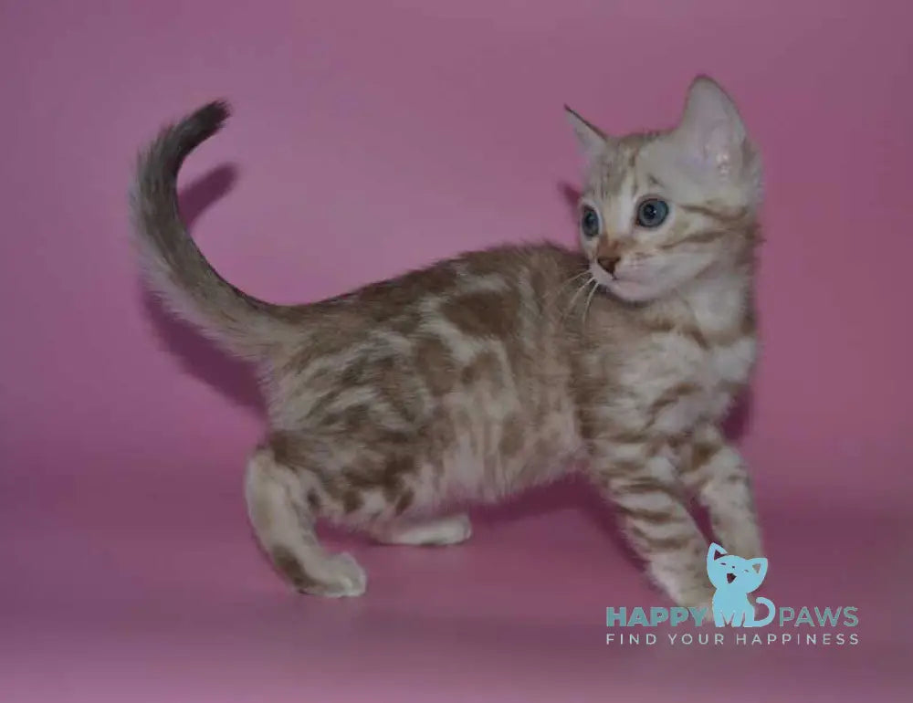 Happy Bengal female black spotted tabby pointed live animals