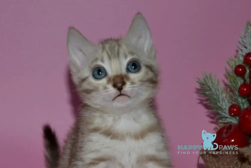 Happy Bengal female black spotted tabby pointed live animals
