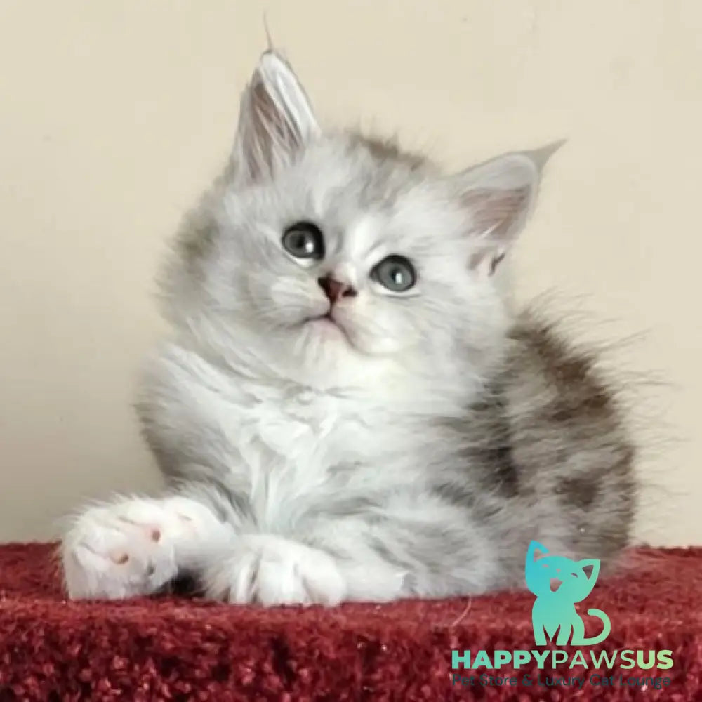 Happy Maine Coon female black silver ticked tabby with white - live animals