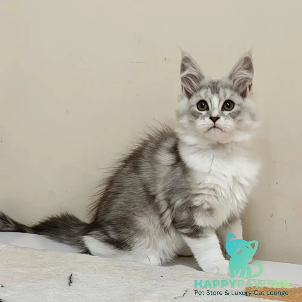Happy Maine Coon female black silver ticked tabby with white - live animals