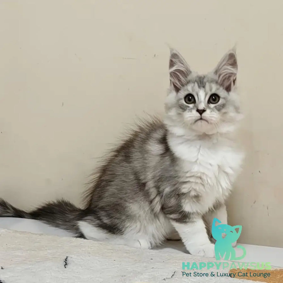 Happy Maine Coon female black silver ticked tabby with white - live animals