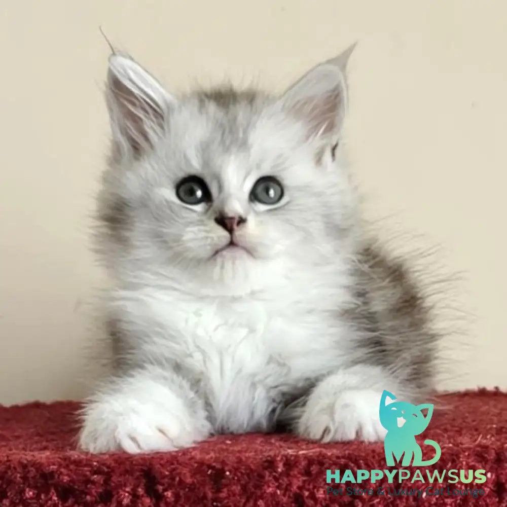 Happy Maine Coon female black silver ticked tabby with white - live animals