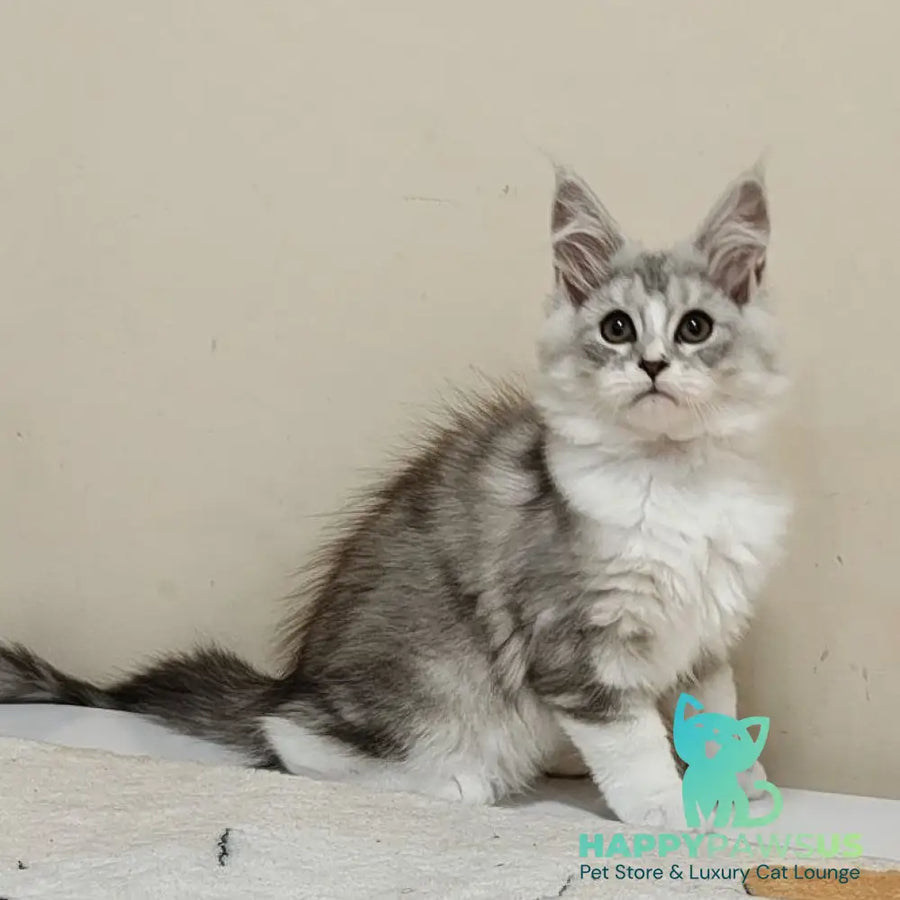 Happy Maine Coon female black silver ticked tabby with white - live animals