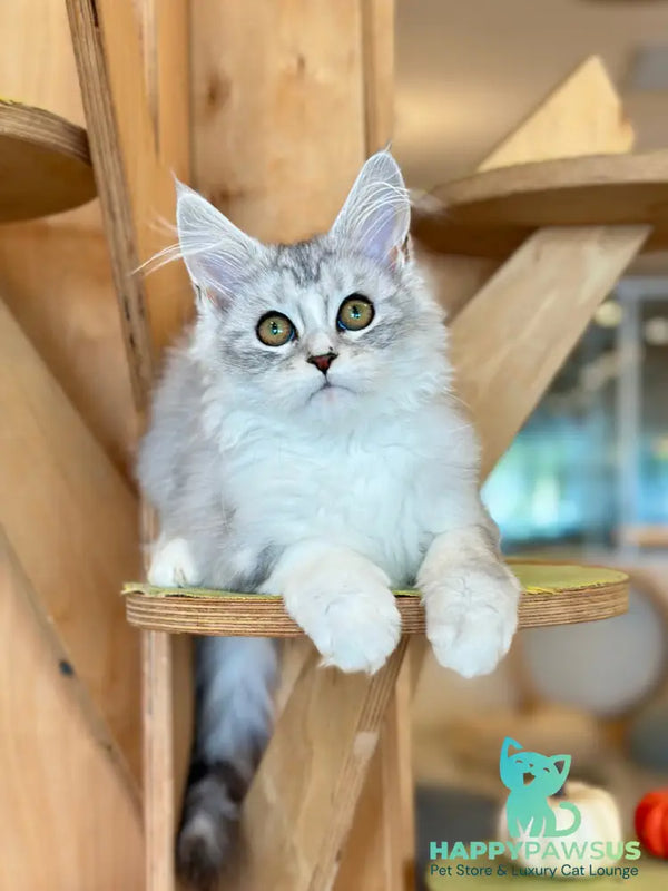 Happy Maine Coon female black silver ticked tabby with white - live animals