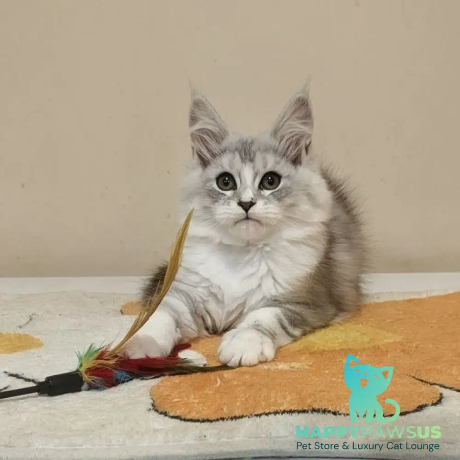 Happy Maine Coon female black silver ticked tabby with white - live animals