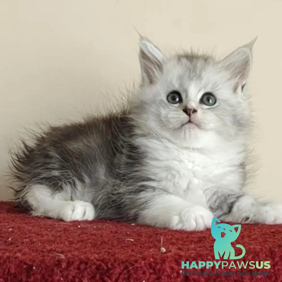 Happy Maine Coon female black silver ticked tabby with white - live animals