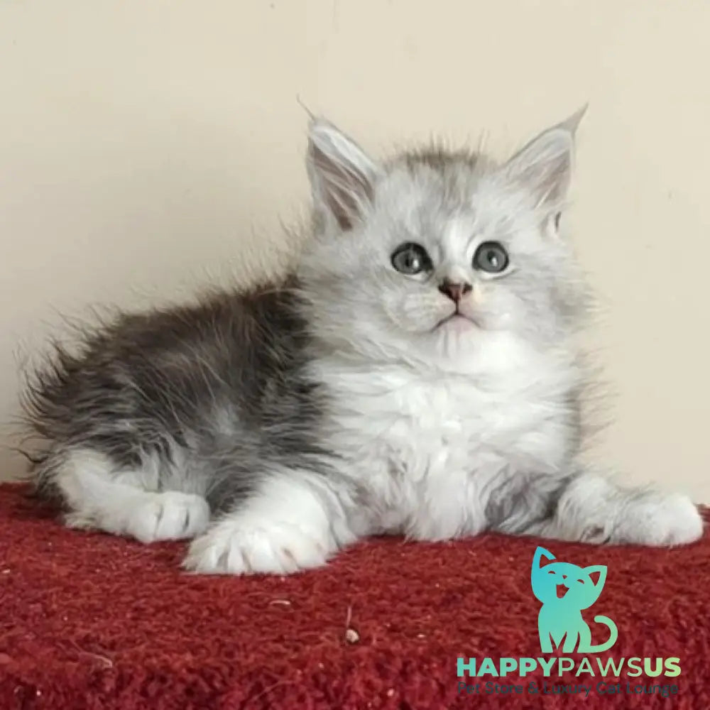Happy Maine Coon female black silver ticked tabby with white - live animals