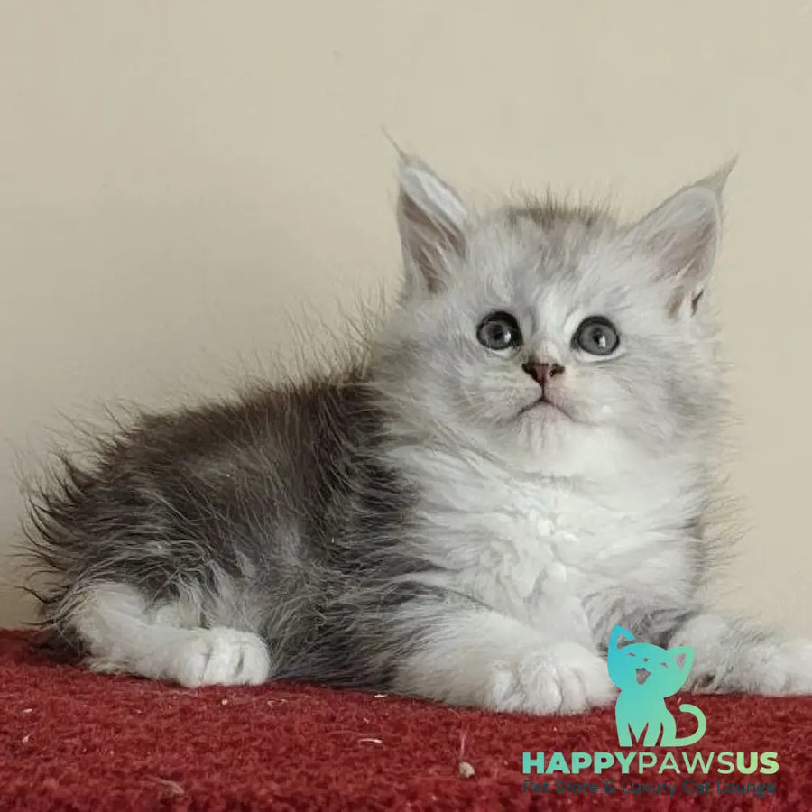 Happy Maine Coon female black silver ticked tabby with white - live animals