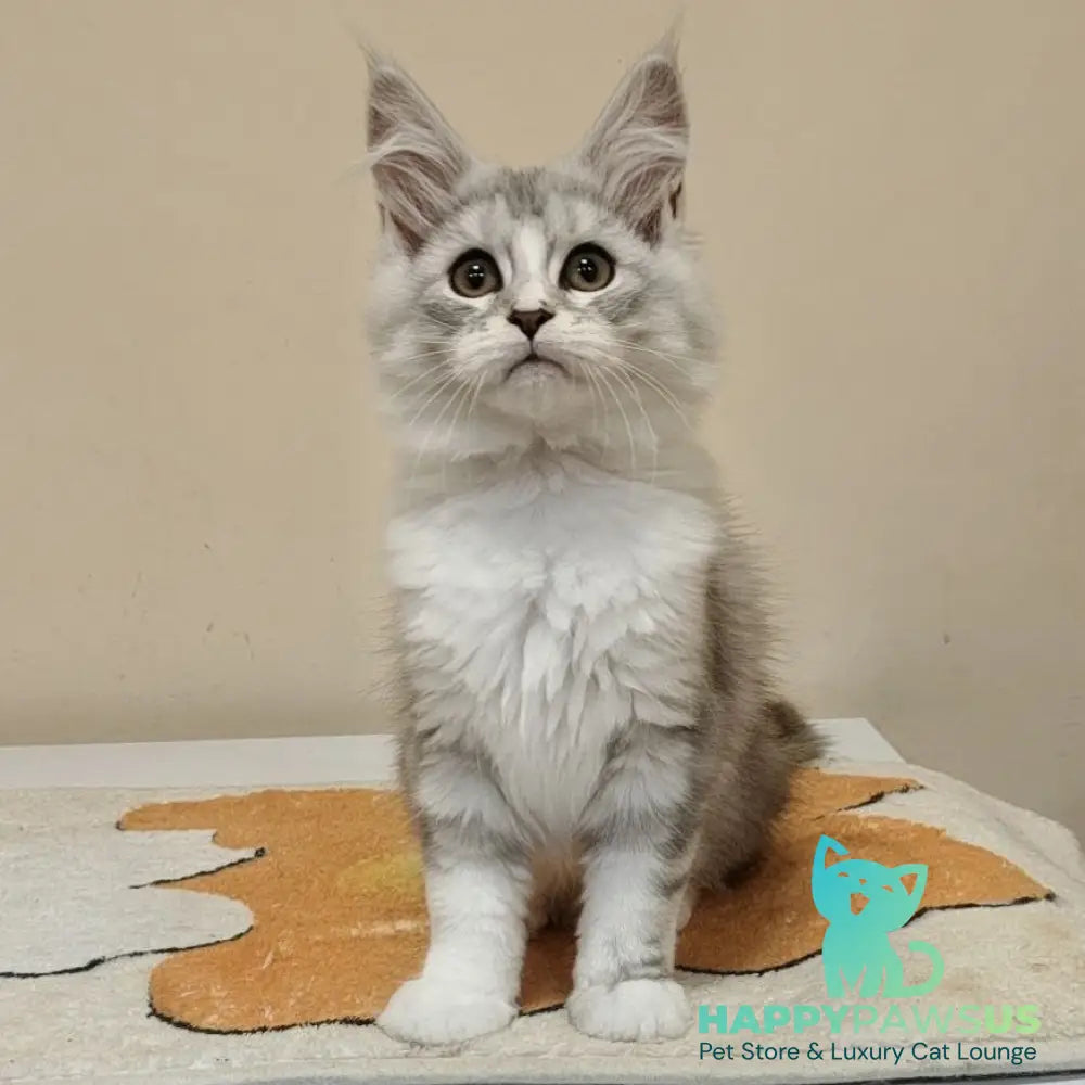 Happy Maine Coon female black silver ticked tabby with white - live animals