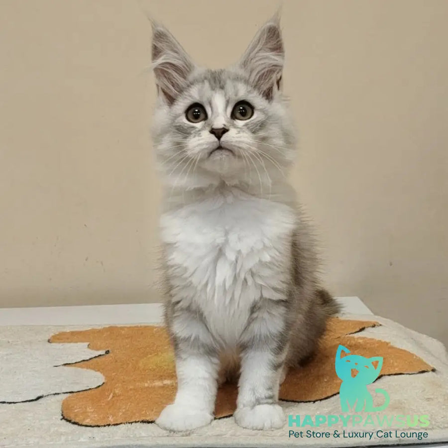 Happy Maine Coon female black silver ticked tabby with white - live animals
