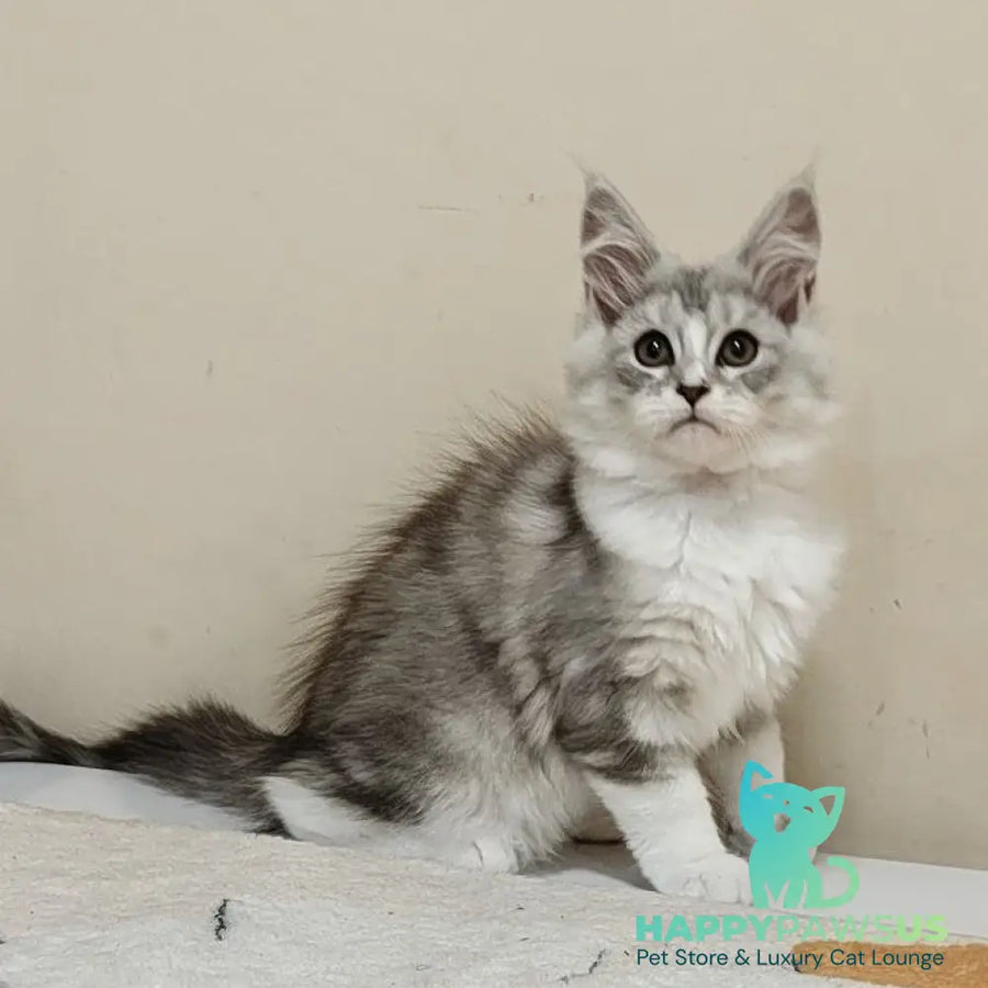 Happy Maine Coon female black silver ticked tabby with white - live animals