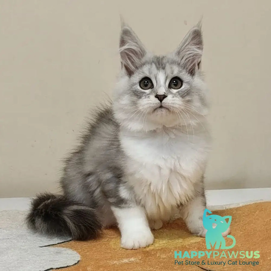 Happy Maine Coon female black silver ticked tabby with white - live animals