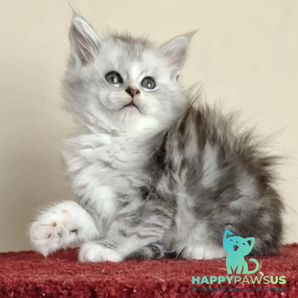 Happy Maine Coon female black silver ticked tabby with white - live animals