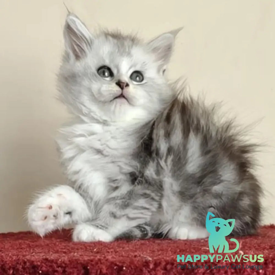 Happy Maine Coon female black silver ticked tabby with white - live animals