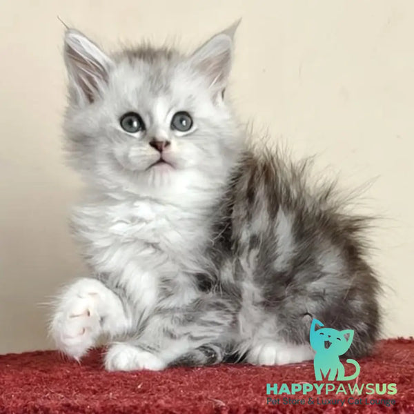 Happy Maine Coon female black silver ticked tabby with white - live animals