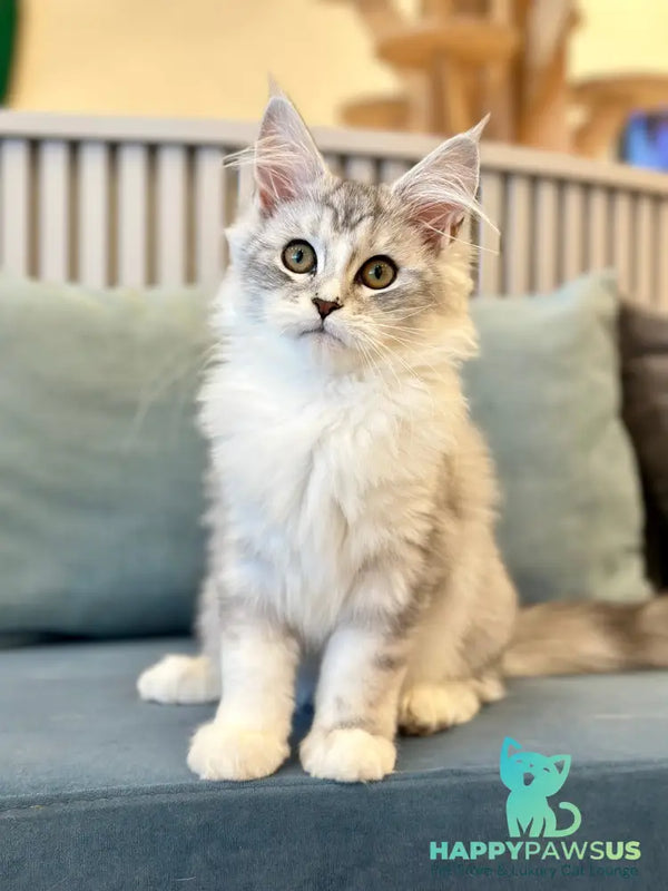 Happy Maine Coon female black silver ticked tabby with white - live animals
