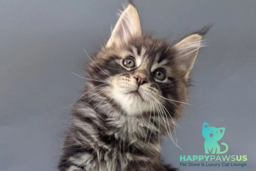 Happy Maine Coon male black tabby - live animals