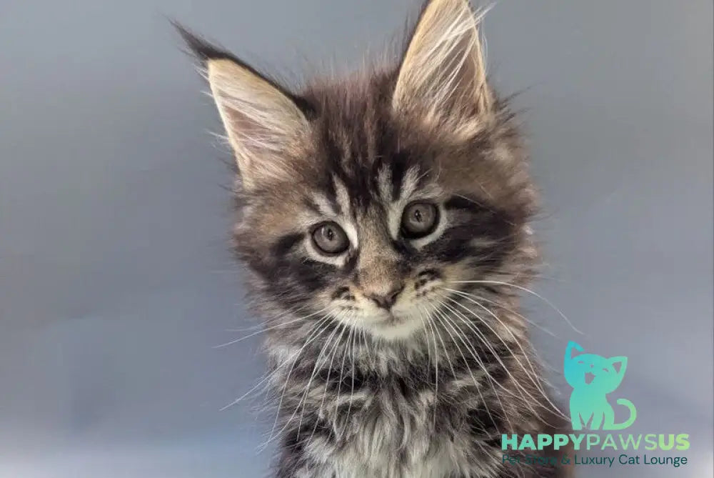 Happy Maine Coon male black tabby - live animals