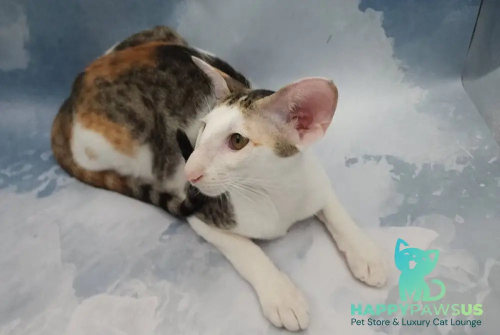 Happy Oriental Shorthair female black tortie spotted tabby bicolour - live animals