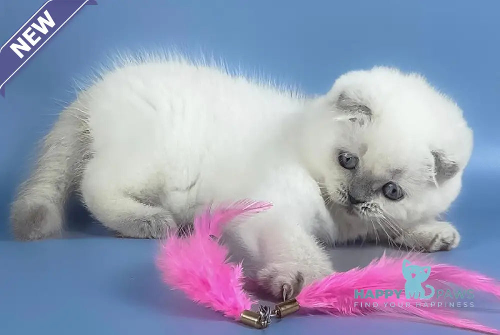 Happy Scottish Fold female blue pointed live animals