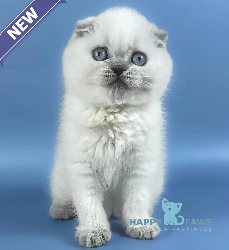 Happy Scottish Fold female blue pointed live animals