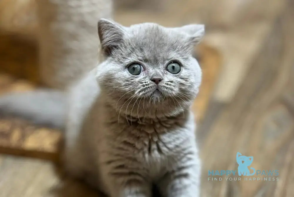 Happy Scottish Straight female lilac live animals