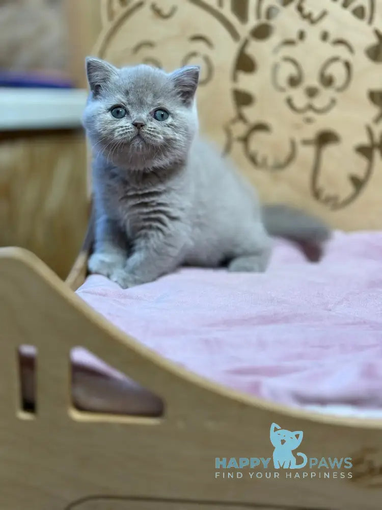 Happy Scottish Straight female lilac live animals