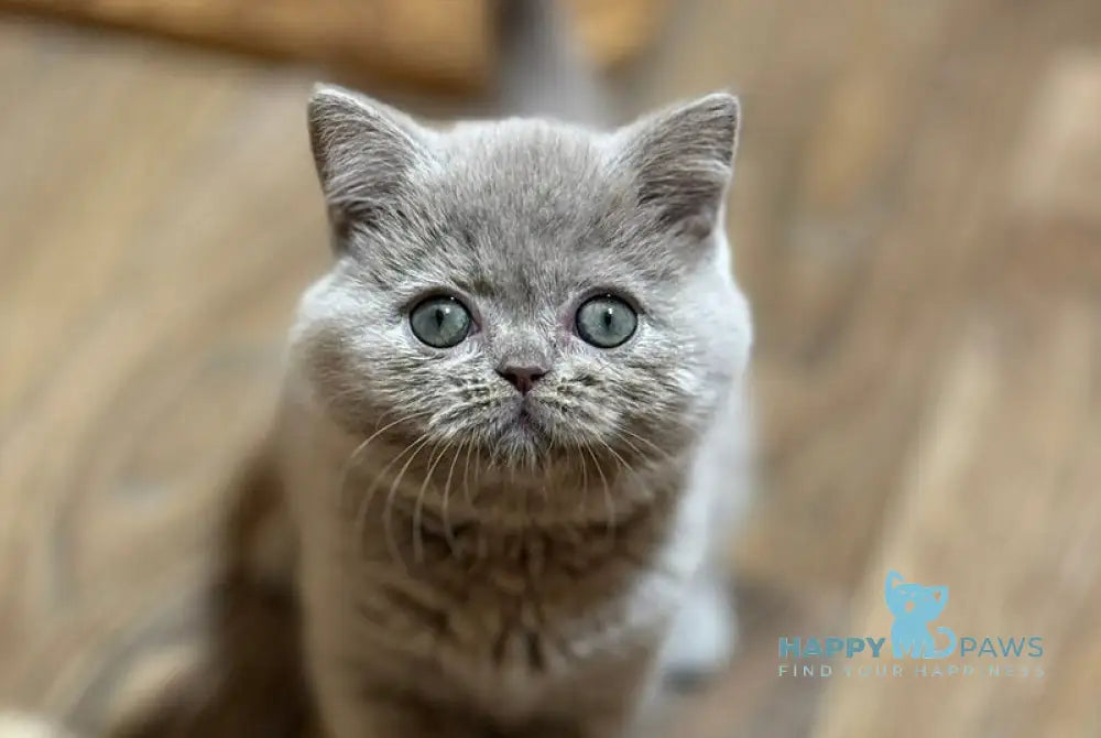 Happy Scottish Straight female lilac live animals