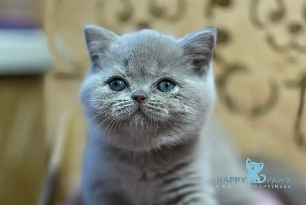 Happy Scottish Straight female lilac live animals