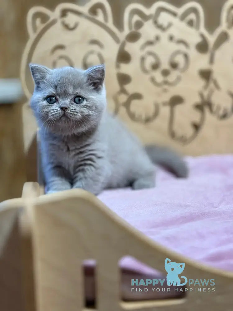 Happy Scottish Straight female lilac live animals