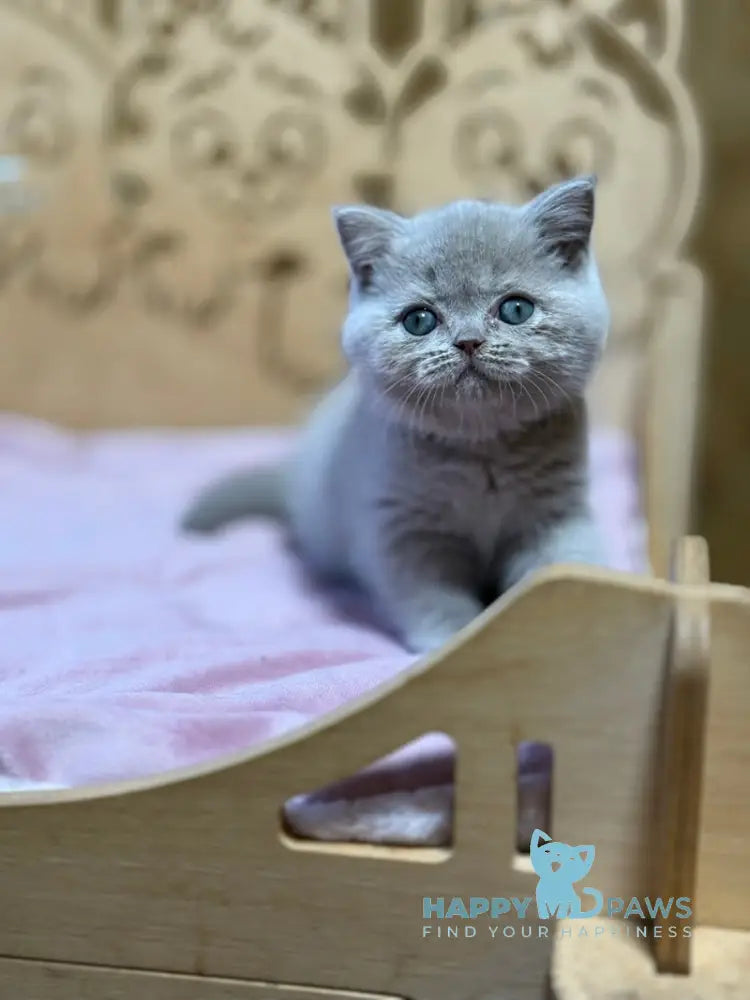 Happy Scottish Straight female lilac live animals