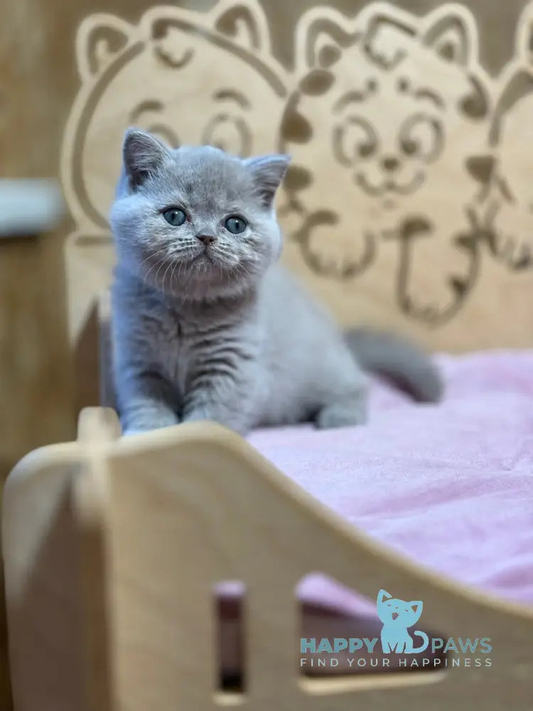 Happy Scottish Straight female lilac live animals