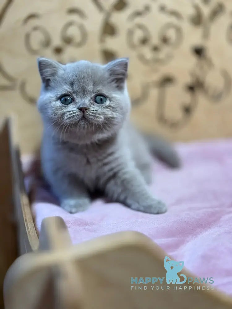 Happy Scottish Straight female lilac live animals