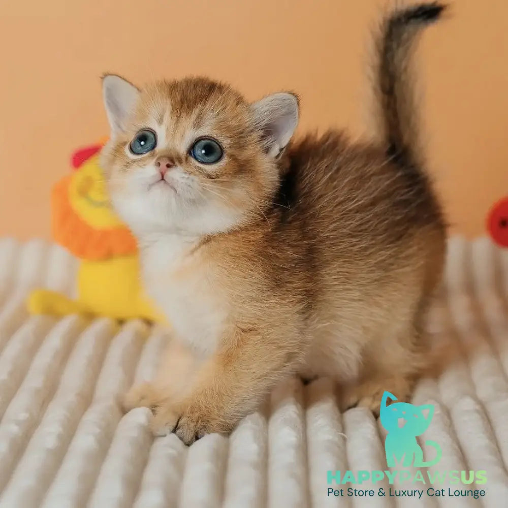 Happy Scottish Straight male black golden ticked tabby - live animals