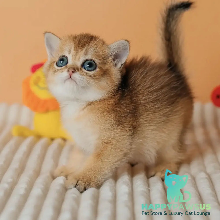 Happy Scottish Straight male black golden ticked tabby - live animals
